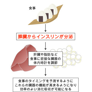 山口大、食事による体内時計の調節にインスリンが関与していることを発見