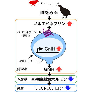 生物はなぜ一目惚れをするのか? - 早大が脳内の分子メカニズムを解明