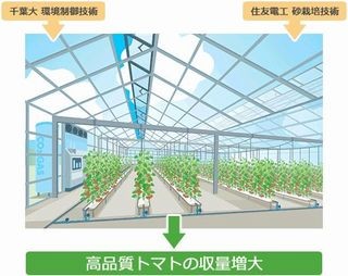 住友電工と千葉大、高糖度トマトの収量の大幅増を目指す実証試験