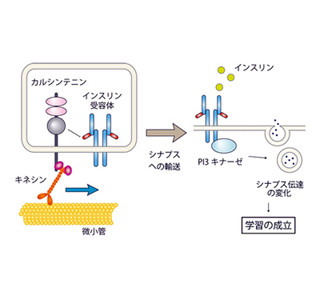 インスリン受容体の輸送で学習成立か