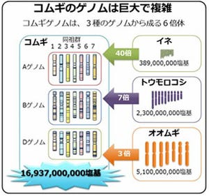 コムギゲノム概要解読、遺伝子12万個