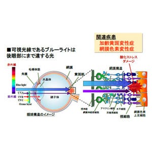 なぜLEDによるブルーライトが目に悪いのか? - 岐阜薬科大が仕組みを解明