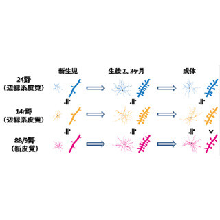 統合失調症のさまざまな症状は記憶シナプスの減少によって生じる - NCNP