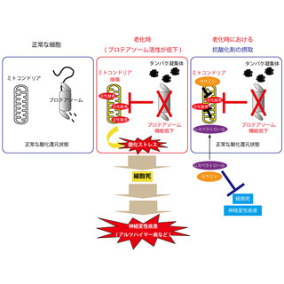 ポリフェノールやセサミンの摂取で老化に伴う細胞死を抑制できる? - 京大