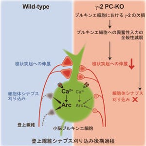 東京大学、生後発達期における神経回路形成のしくみを解明