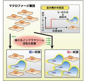 生か死か、炎症と細胞死の関連判明