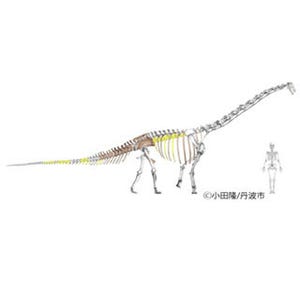 丹波竜は貴重な新属新種の恐竜だった