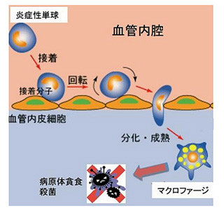 免疫細胞が感染を感知する仕組み解明