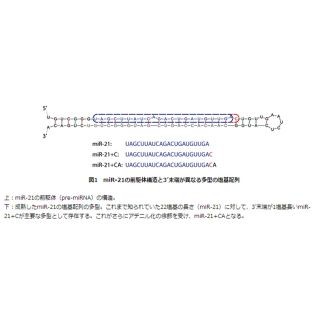 理研、がん細胞においてmiR-21が蓄積される原因は分解される仕組みの異常