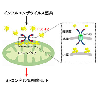 インフルエンザとミトコンドリアの関連解明