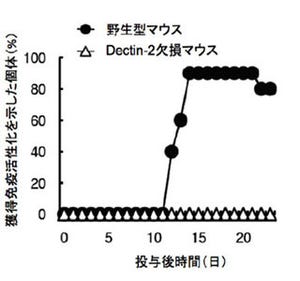 結核菌認識して免疫高める受容体発見