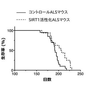 名大、長寿遺伝子の働きでALSマウスが延命と発表 - 神経難病の治療に期待