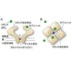 カルシウムチャネル制御の仕組み発見