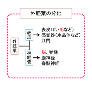 頭の毛根細胞に精神疾患の指標を発見