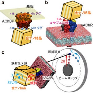 産総研など、運動や記憶の情報伝達を司る機能性たんぱく質の分子運動を撮影