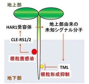 ホルモンが葉から根に移り根粒を制御