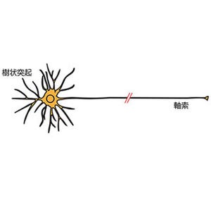 神経軸索の集団的伸長支える仕組み解明