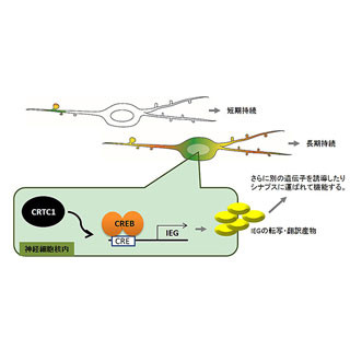 記憶の固定化にかかわる転写因子、脳の部位によって働き異なる - 東大など