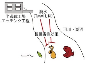 岡山大、半導体工場からの廃液の毒性が相乗効果で強まることを発見