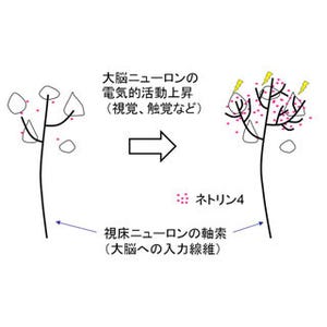 大阪大学、子供の脳の発達には周囲からの刺激が重要と分子レベルで証明