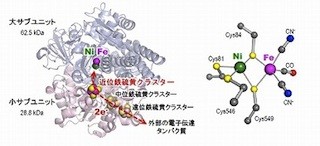 NAISTなど、水素の分解・合成酵素の反応を制御するスイッチの機構を解明