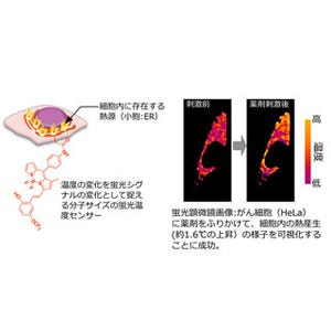 早大など、細胞内の熱源の温度変化を直接測れる分子サイズの温度計を開発