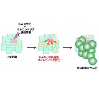 がん化促す細胞老化がハエにもあった