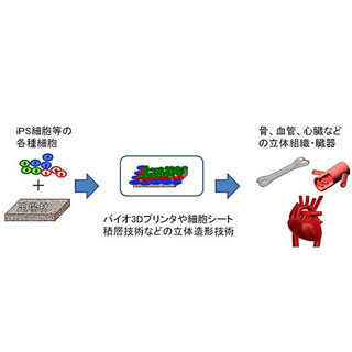 NEDO、iPS細胞から骨や心臓を製造する技術の開発に着手