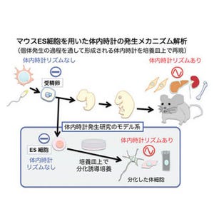 体内時計の発生に細胞分化が関係 - 京都府立医科大学がメカニズムを解明