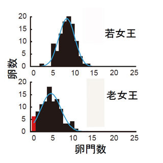 京大、シロアリを用いて昆虫が有性生殖と単為生殖を切り替える仕組みを発見