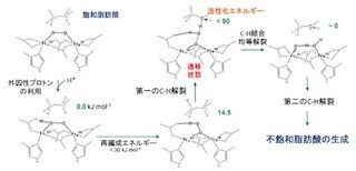 IMSなど、脂肪酸が生体内で不飽和化される化学反応を理論解明