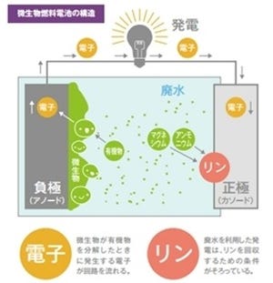 岐阜大、微生物燃料電池により畜産廃水から発電とリンの回収に成功