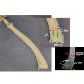 犬の矯正手術に3Dプリンタを活用 - 横浜の動物病院らが実施