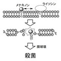 東大など、カイコを使用した研究でMRSAを99.99%殺傷する新抗生物質を発見