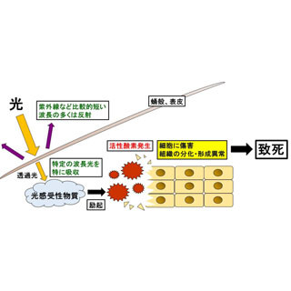 青色LEDの光に殺虫効果 - 東北大が発表