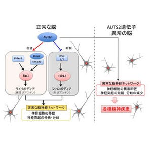 NCNP、自閉症や統合失調症などに関連する遺伝子の働きを解明