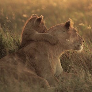 東京都・渋谷ヒカリエで動物写真家・岩合光昭の写真展-野生動物から猫まで