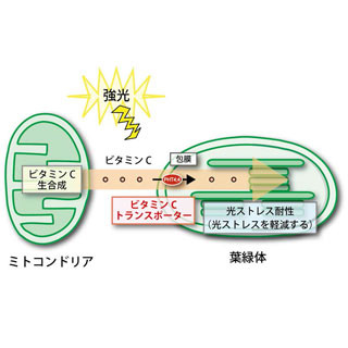 岡山大、長年探し求められていた植物のビタミンC輸送体を世界で初めて同定