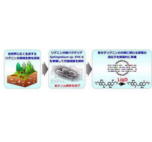 細胞壁リグニンの構造変える手法を開発