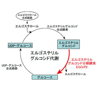 深在性真菌症創薬の標的となる酵素発見