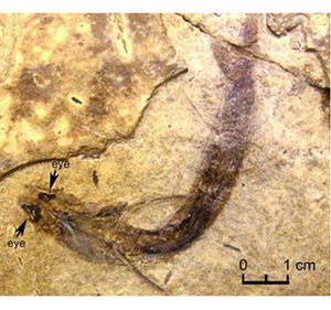 あったぞ、眼が残った最古の魚類化石