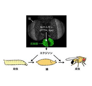 昆虫の変態を制御する新しい仕組み確認