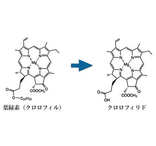 植物は害虫からの防御に葉緑素も活用