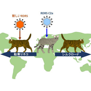 ネコはどのように世界を移動し、多品種化したのか - 京大が解明の鍵を発見