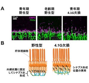 老化に伴う動体視力低下の仕組み解明