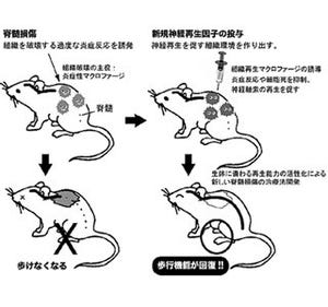 歯髄幹細胞から有効な神経再生因子2つ