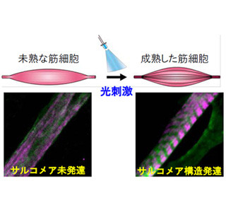 光で筋肉再生の原理を実証、ALSに光