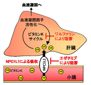 小腸でのビタミンK吸収の入り口を発見