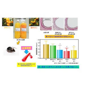 みかんジュースに動脈硬化の原因を抑制する効果 - 愛媛大