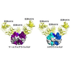 エボラウイルスなど抗体結合構造を解明